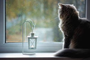 Sad cat sitting by the window