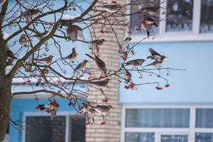 Thrushes raid on rowan