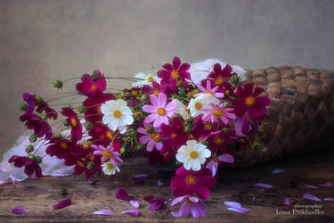 Falling bouquet of cosmea