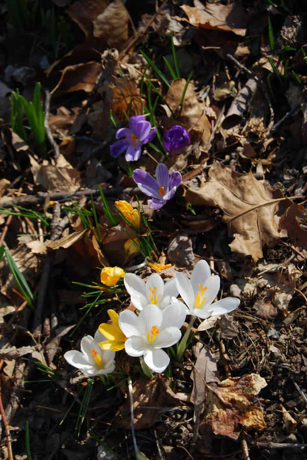 Crocus Row by Cozytailmom on DeviantArt