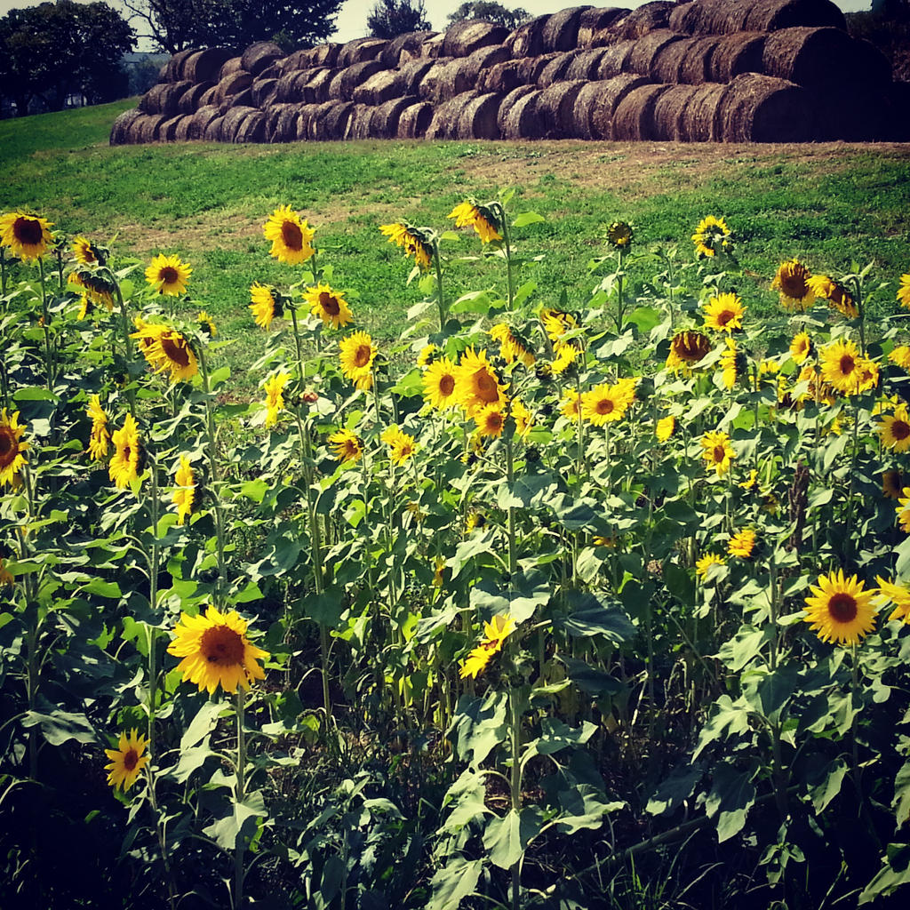Sunflower Squash by Cozytailmom on DeviantArt
