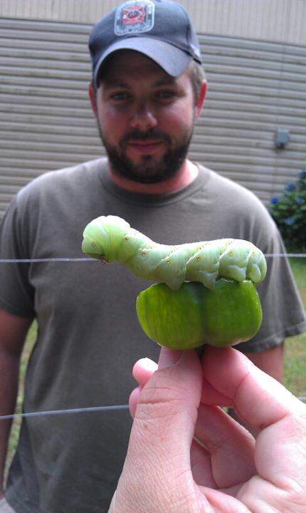 Tomato Horn Worm