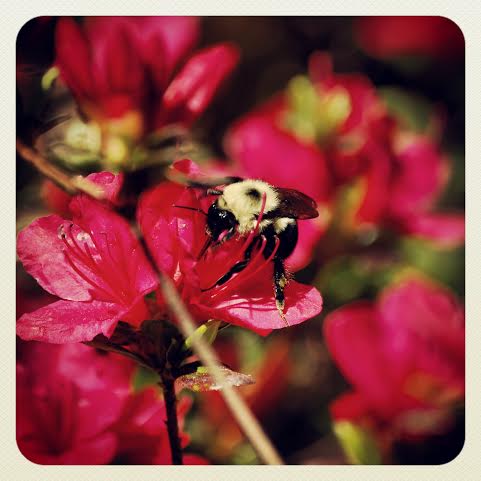 Busy Bee on Azaleas