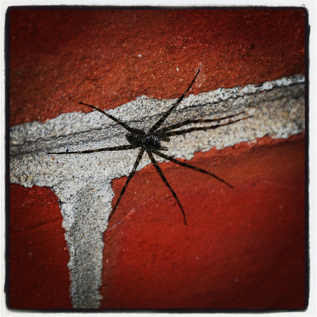 Wolf Spider