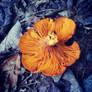 Jack-o-lantern Mushroom