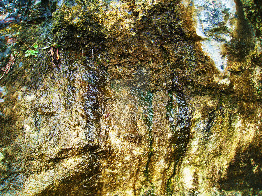 bleeding rock by samurai-cheff on DeviantArt