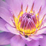 Water lily