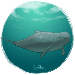 Weeklies #46 - Irrawaddy dolphin