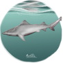 Weeklies #2-26 Borneo River Shark