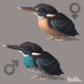 Weeklies #3-21 Blue-banded kingfisher