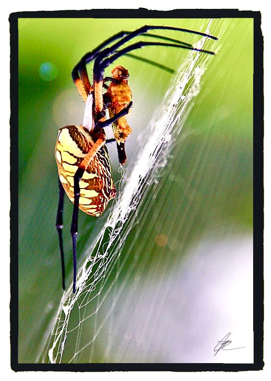 Arach by lightpro77 on DeviantArt