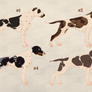 Pit Pinscher Litter: OPEN to public