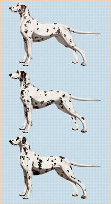 Import Dalmatian/Taiga Gazal page