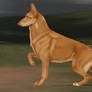 SOLD | Ritterhunde Golden Beauty