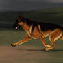 Heidi Vom Ritterhunde