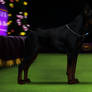 2026 Westminster: Wolf