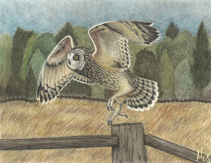 Short-eared Owl in Charcoal and Pencils