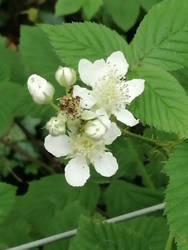 White flower