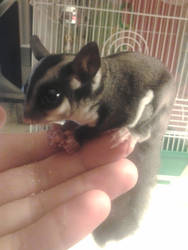 Sugar Glider!