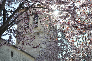 Sun across the flowers