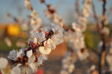 En flor