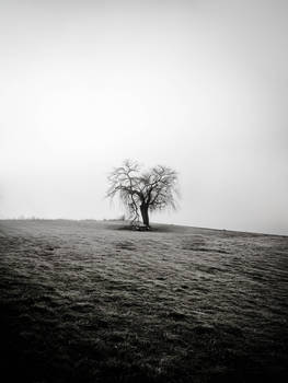 Solo Tree Fog