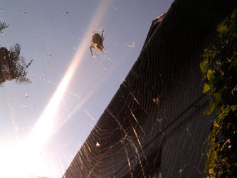 spidersun