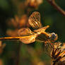 Golden Wings 7