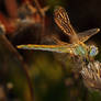 dragonfly 6