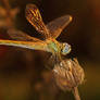 dragonfly 7