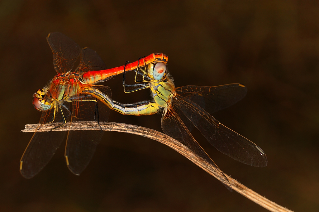 Mating