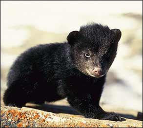 Little Bear Cub