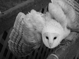 Barn Owl