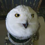 Hedwig4