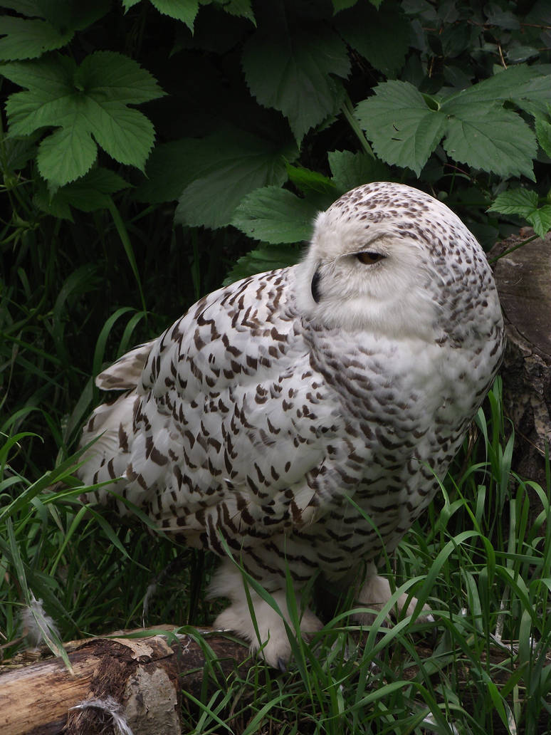 Snowy owl