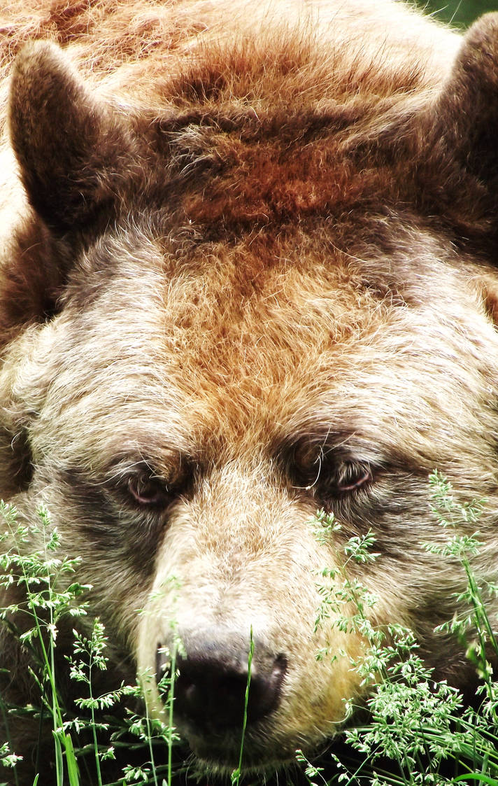 Cinnamon Bear head