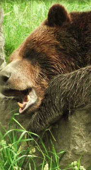 The Yawning Grizzly
