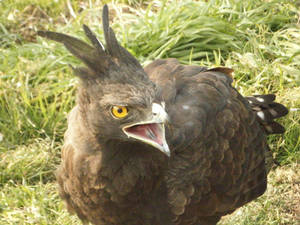 Long crested eagle