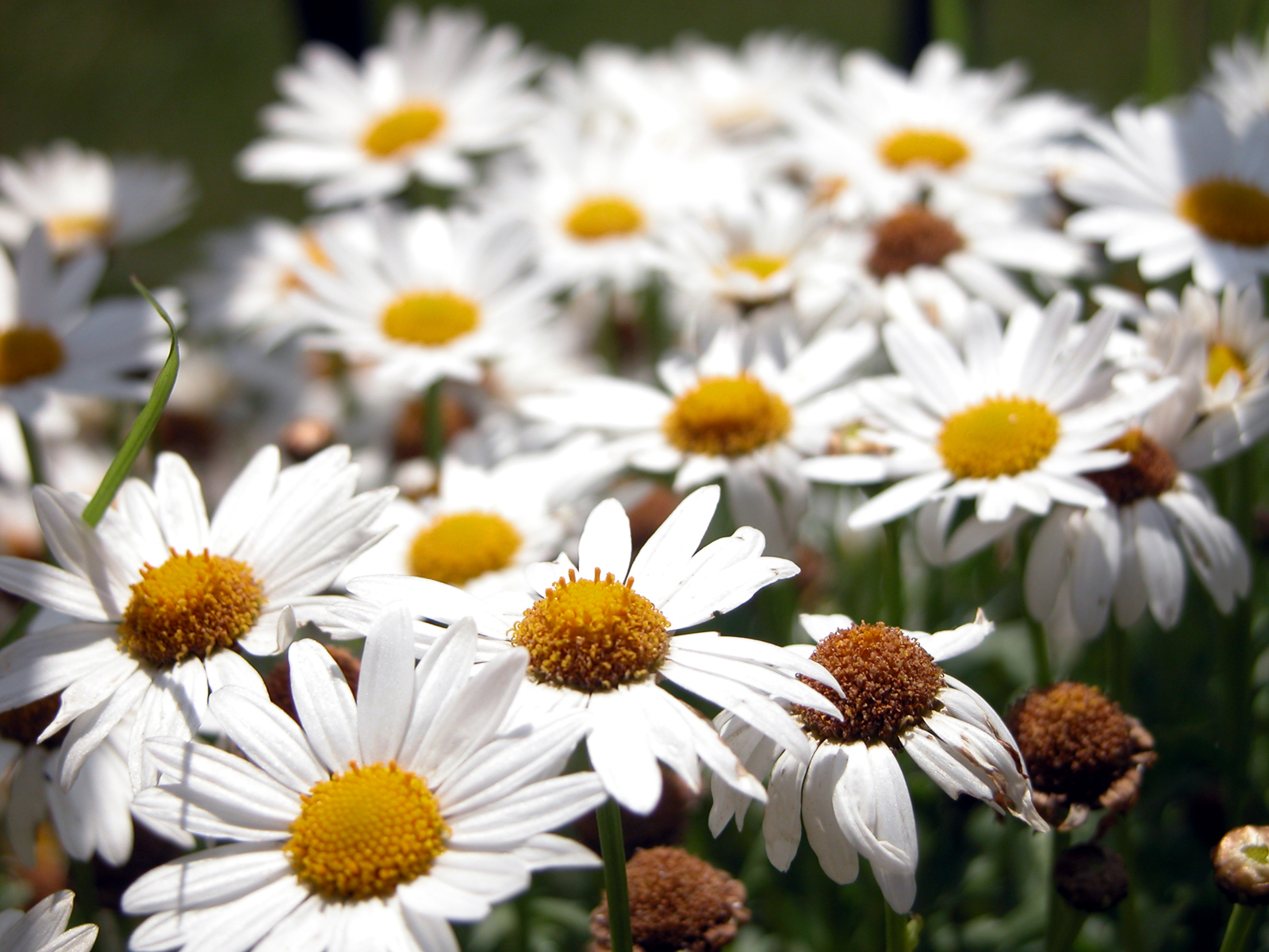 some daisies