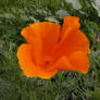 cali poppy