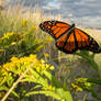 Beautiful Butterfly