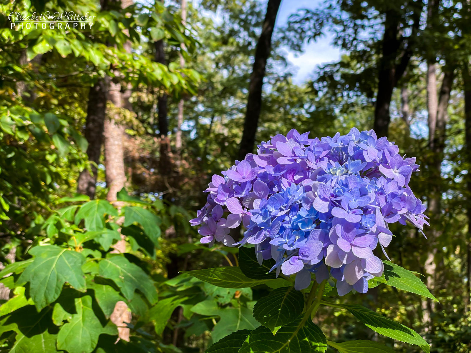 Flowers 1