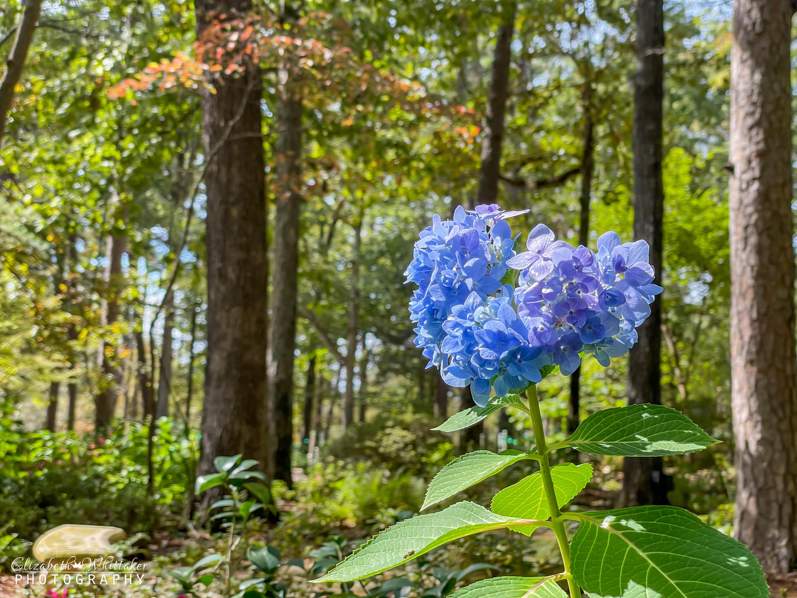 Flowers 2