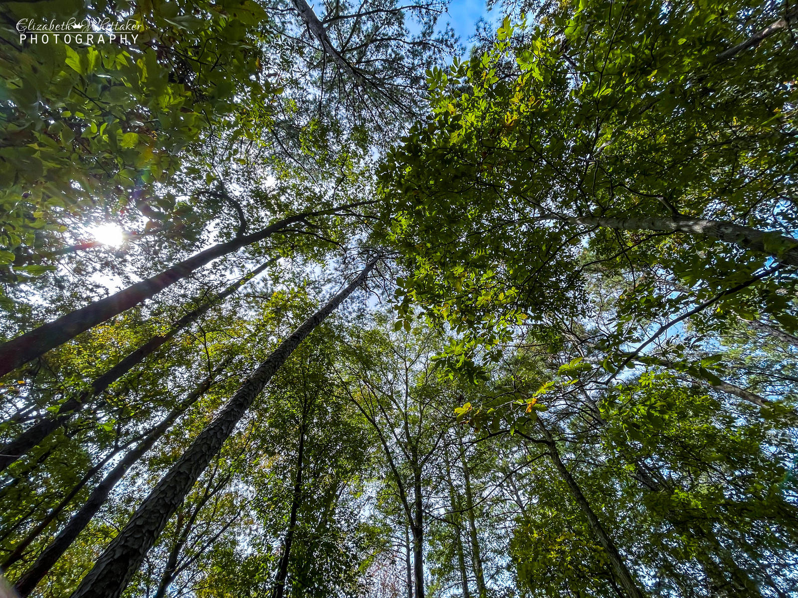 In the Forest 2