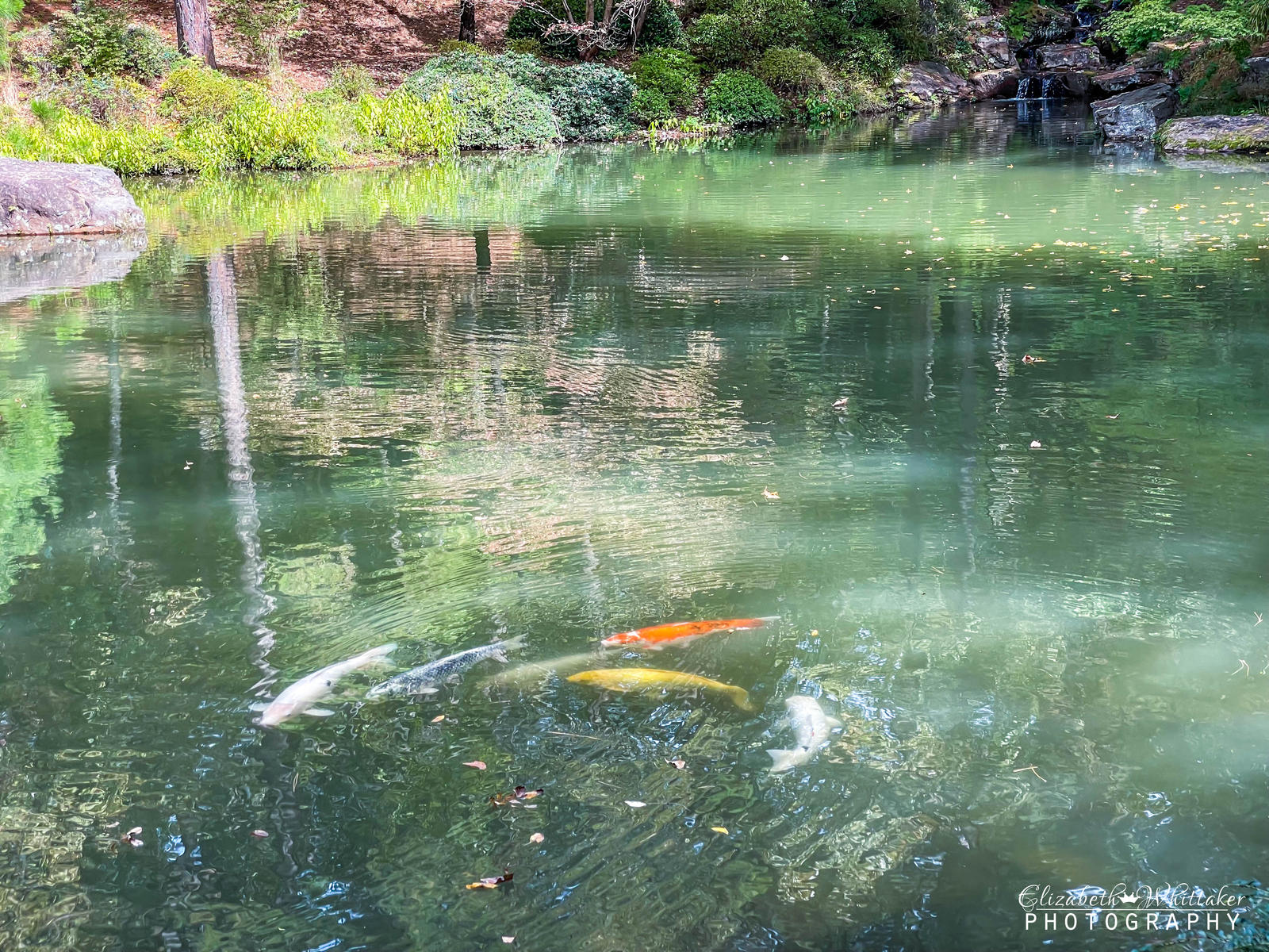 Koi Pond