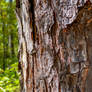 Tree Bark