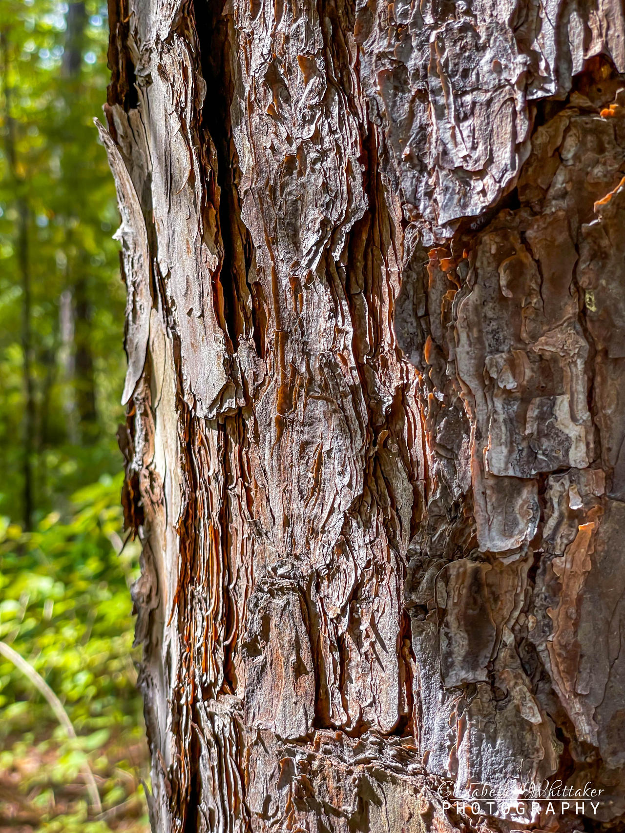 Tree Bark
