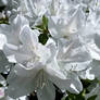 White Azaleas