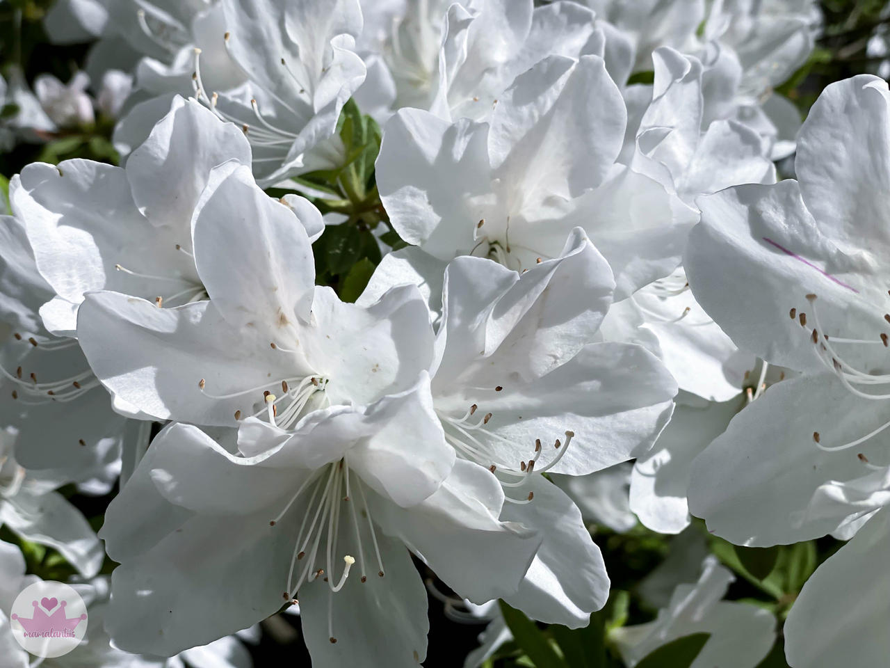 White Azaleas