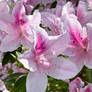 Pink Azaleas
